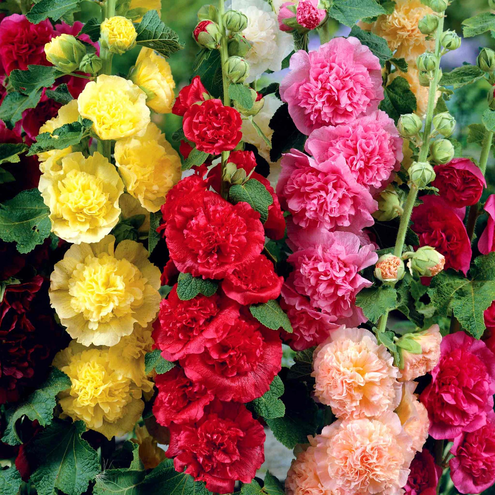 Hollyhock 'chater's Double Mixed' Double-flowered Cottage Garden Mix | 12 x Jumbo Plug Plants | Multi