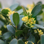Buxus Sempervirens - 7.5L pot. | Set-of-2 | Yellow