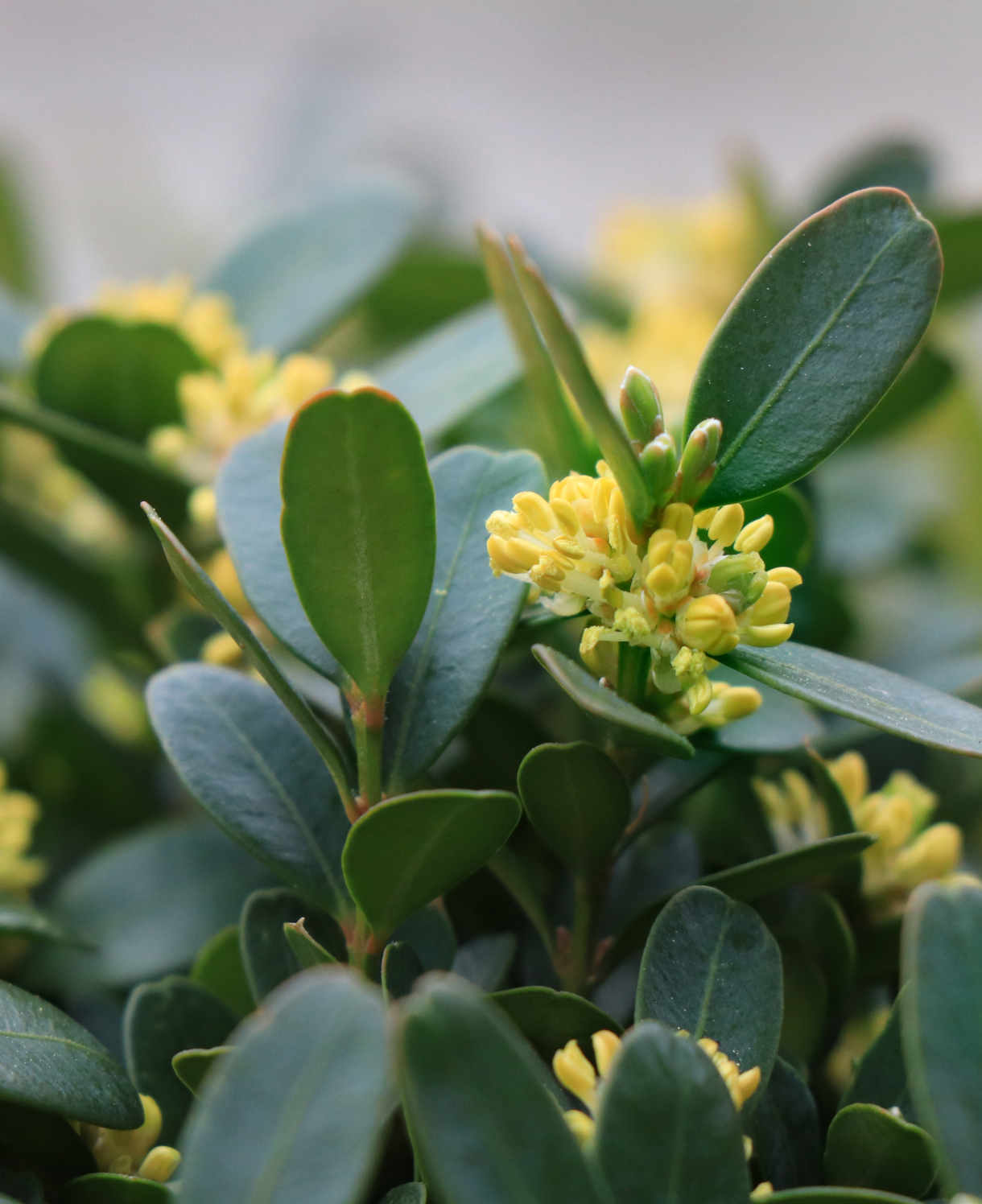 Buxus Sempervirens - 7.5L pot. | Set-of-2 | Yellow