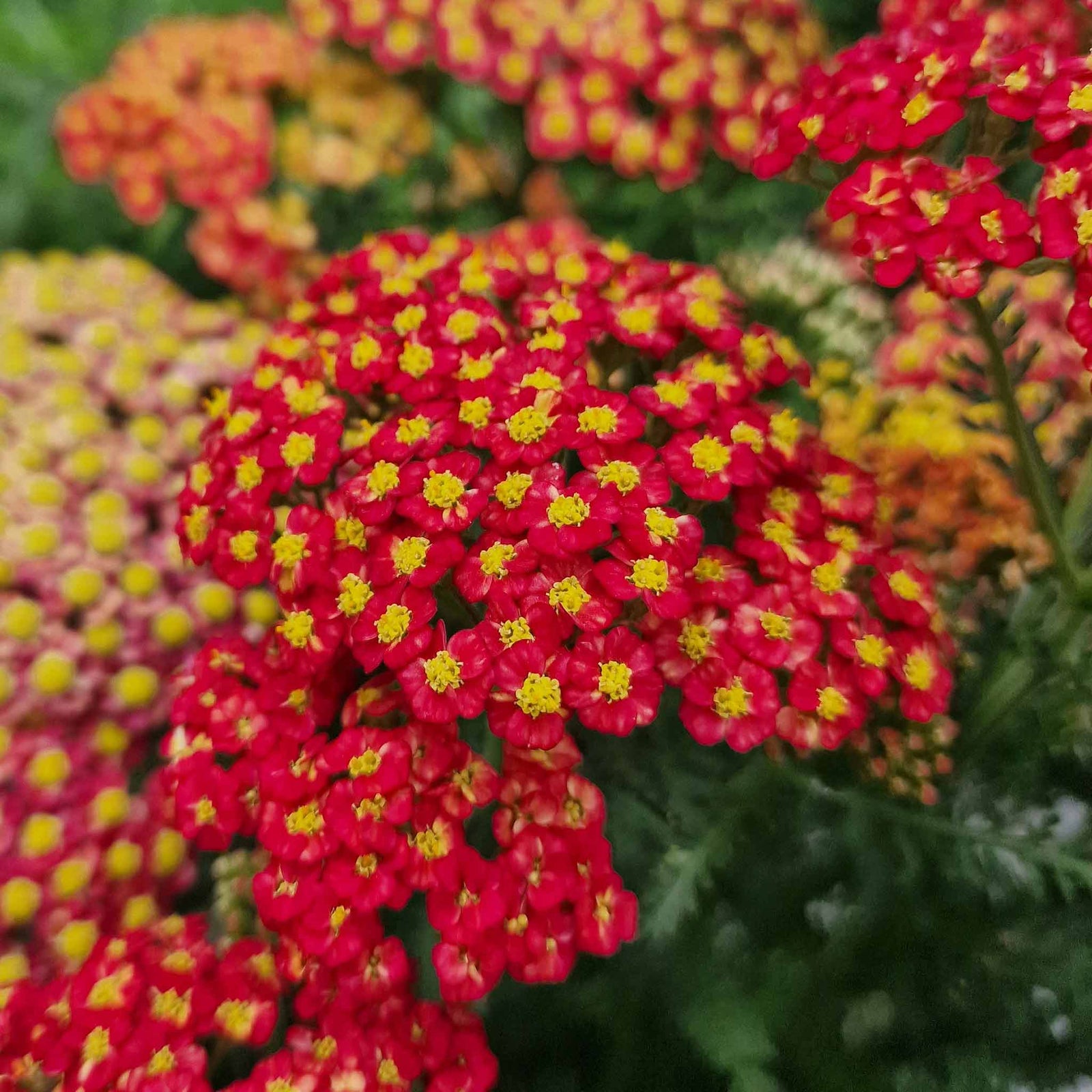Yarrow 'colour Burst Red' (achillea Millefolium) | 3 x Jumbo Plugs | Red