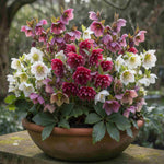 Delightful Helleborus Collection - 4 x 9cm pots