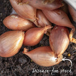 Shallot Sets Jermor (rhs Awarded) | Set of 15