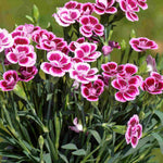 Hayloft Dianthus Collection, Garden Pinks - 12 Young Plants