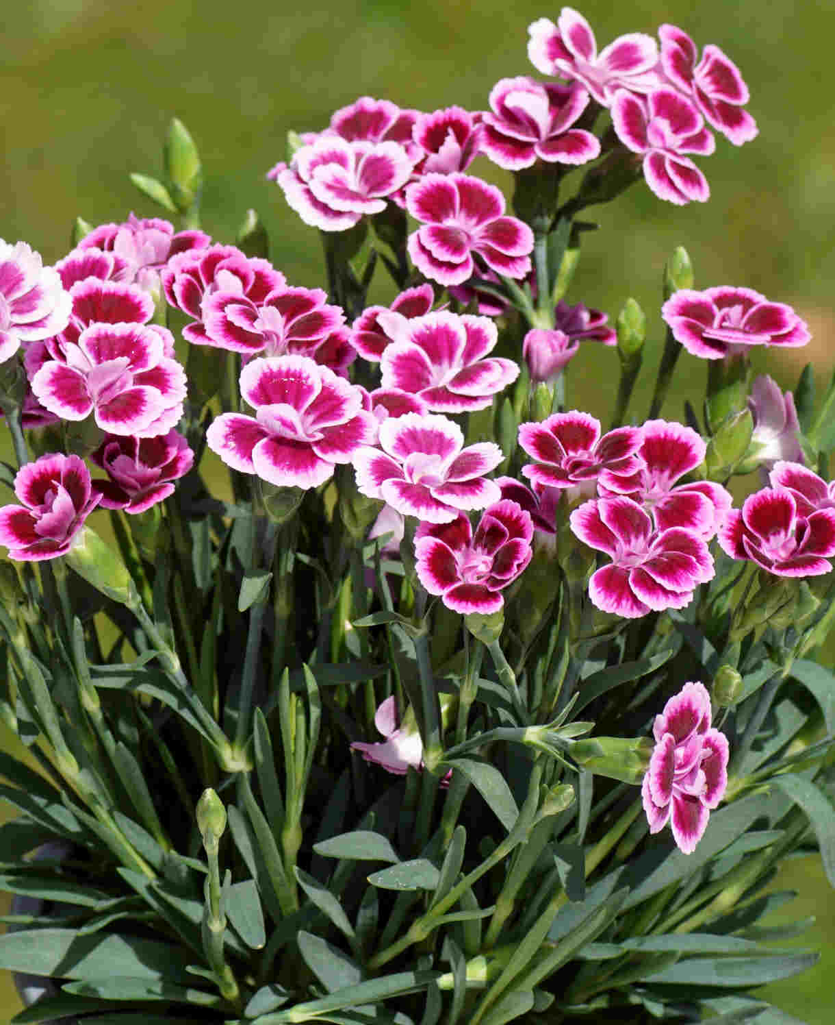 Hayloft Dianthus Collection, Garden Pinks - 12 Young Plants
