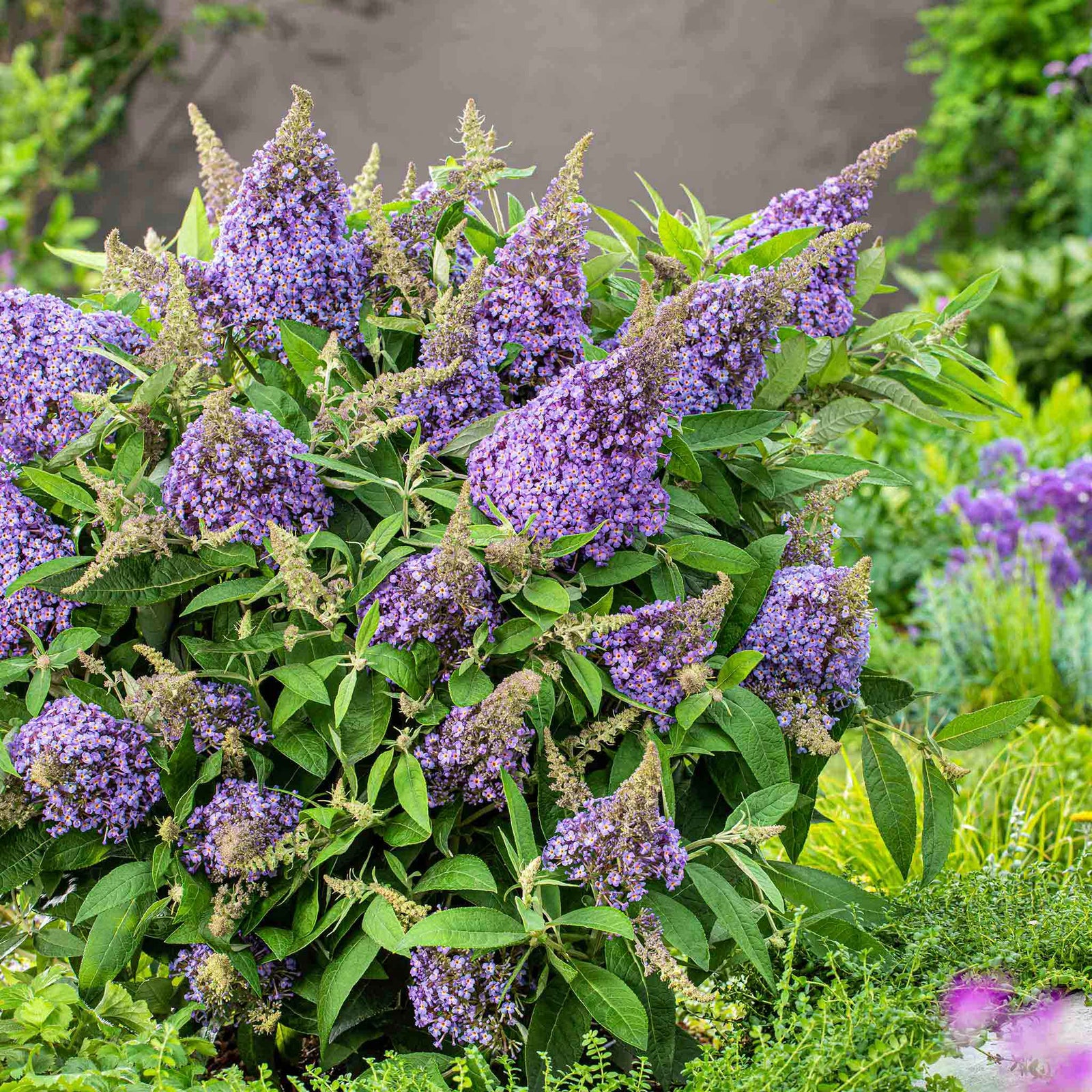 Buddleja 'butterfly Candy Little Sweetheart' Dwarf Purple Butterfly Bush | 1 x 3L | Purple