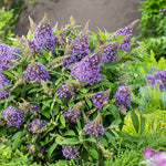 Buddleja 'butterfly Candy Little Sweetheart' Dwarf Purple Butterfly Bush | 1 x 9cm | Purple