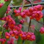 Euonymus Europaeus Spindle Tree Plant Shrub 2-3ft Supplied In A 3 Litre Pot