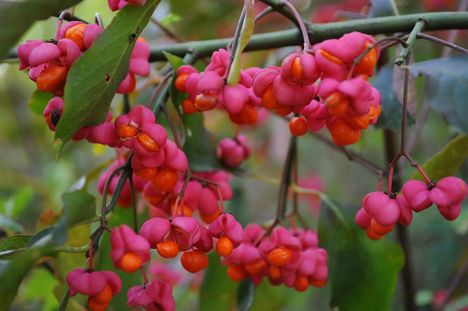 Euonymus Europaeus Spindle Tree Plant Shrub 2-3ft Supplied In A 3 Litre Pot