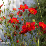 Thompson & Morgan Perfect Perennial Collection - Plants