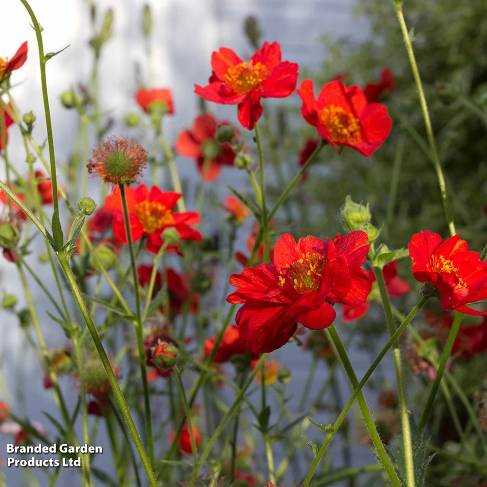 Thompson & Morgan Perfect Perennial Collection - Plants