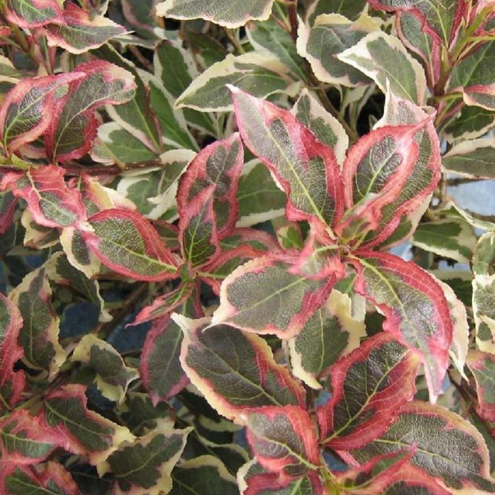 Direct Plants Weigela Florida Monet Garden Shrub Large Plant Supplied In A 3 Litre Pot