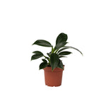 Sweetheart Plant - Philodendron 'green Princess' - Height 20-30cm - ⌀12cm | Set of 1 | Green