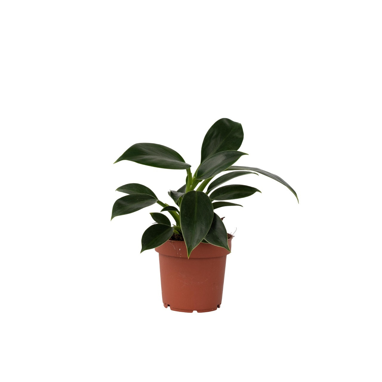 Sweetheart Plant - Philodendron 'green Princess' - Height 20-30cm - ⌀12cm | Set of 1 | Green