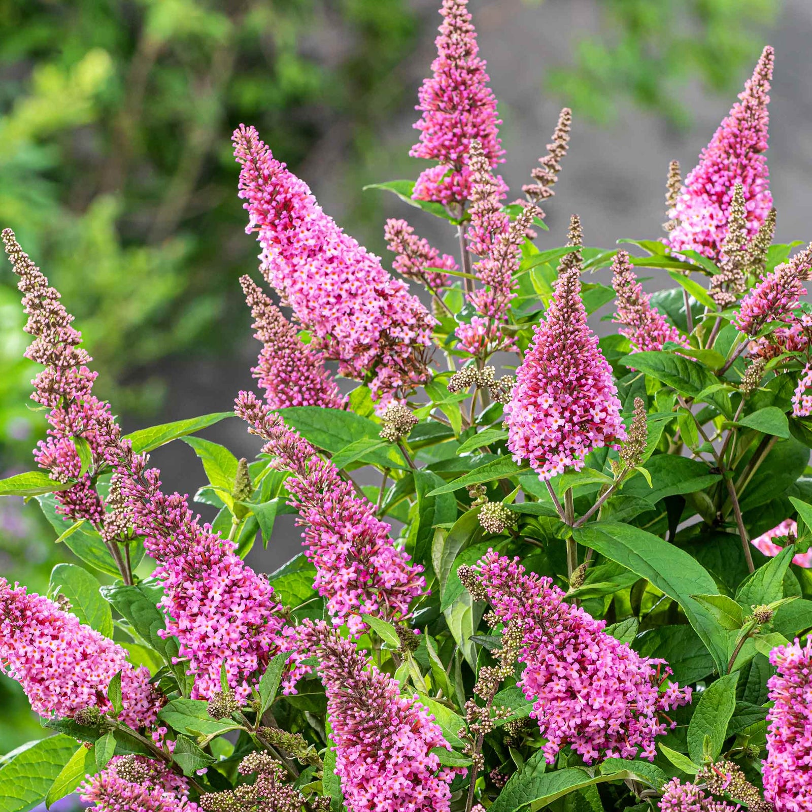 Buddleja 'butterfly Candy Little Pink' (dwarf) | 1 x 9cm | Pink