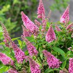 Buddleja 'butterfly Candy Little Pink' (dwarf) | 1 x 7.5L | Pink
