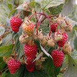 Thornless Raspberry 'autumn Treasure' Primocane Large Fruit | 10 x Bare Root | Red
