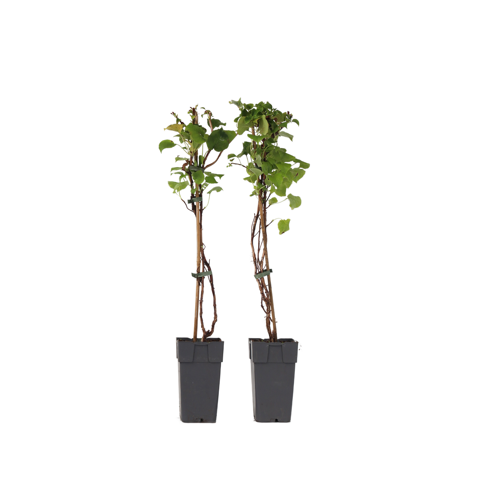 Hortensia - 2 Pcs. - Hydrangea Anomale Petiolaris - Height 60-70cm - ⌀15cm