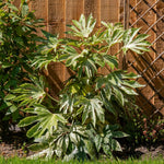 Fatsia Japonica 'spider's Web' Plant | 1 x 9cm | Green & White