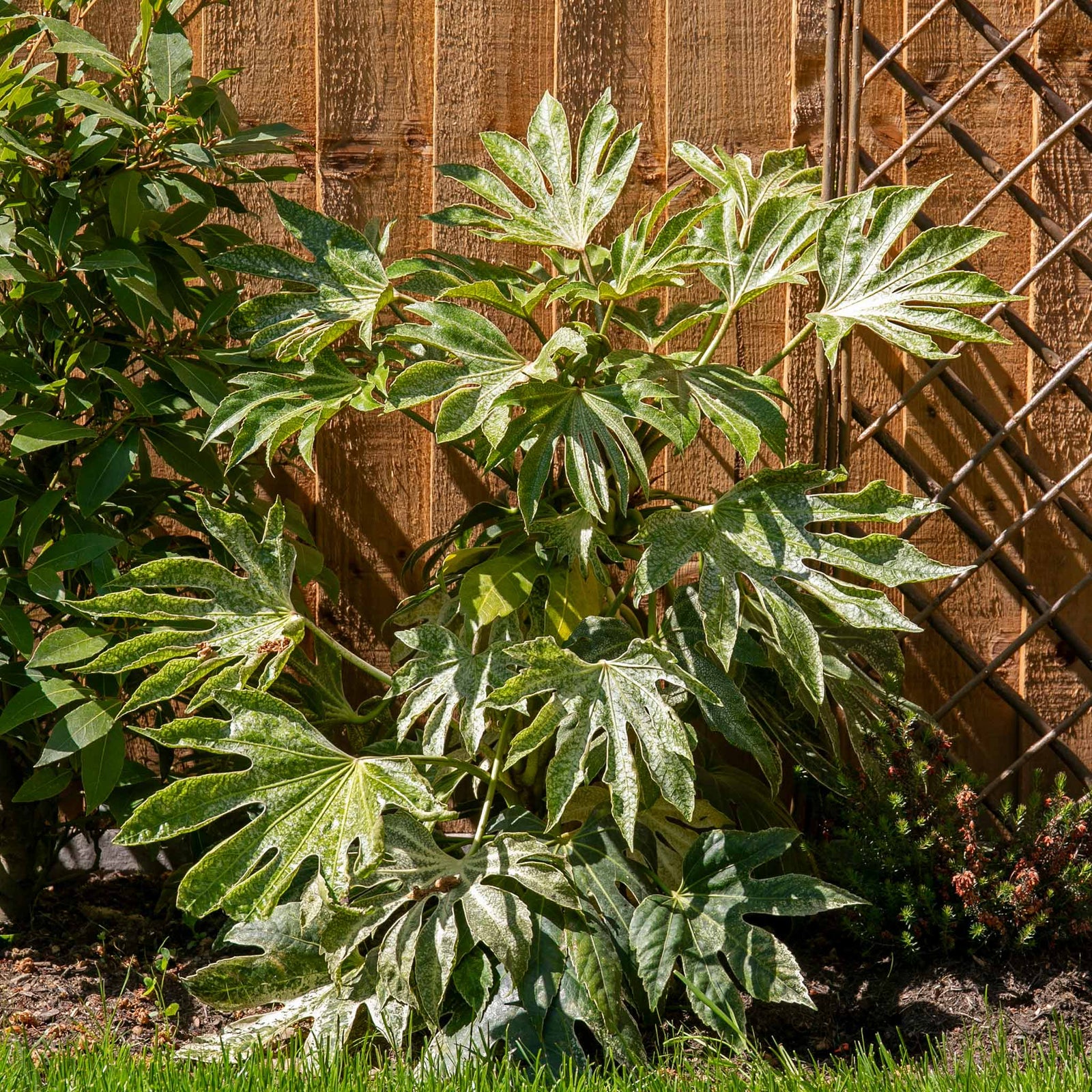 Fatsia Japonica 'spider's Web' Plant | 1 x 9cm | Green & White