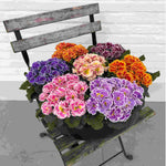 Primula Flamenco Mix - Ruffles And Frills - plug plants | Set of 15 | Multi