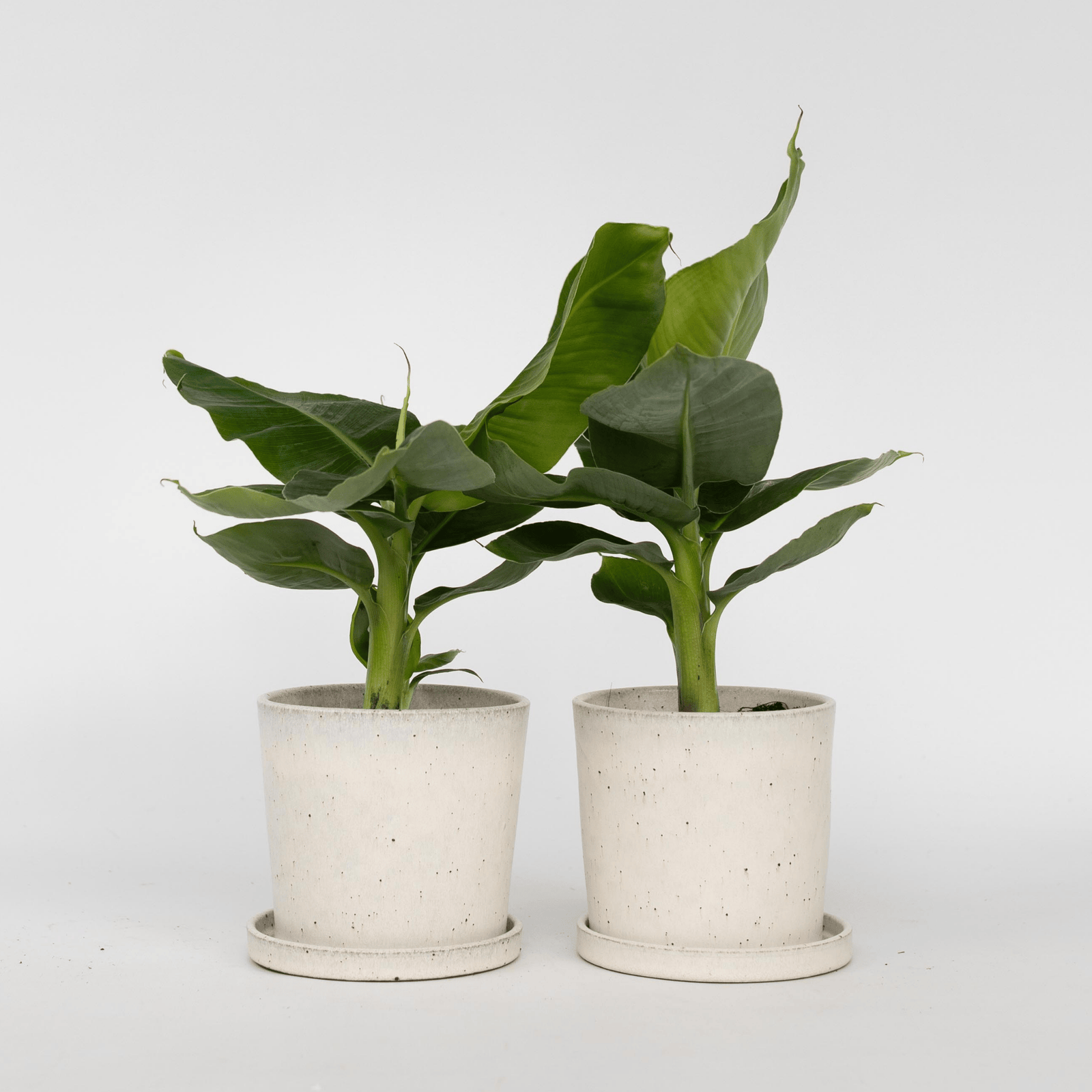 Banana Plant - 2 Pcs. - Musa 'oriental Dwarf' - Height 25-40cm - ⌀12cm | Set of 2 | Green