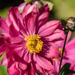 Anemone Japonica Prinz Heinrich - 5 X Xlplug Plants