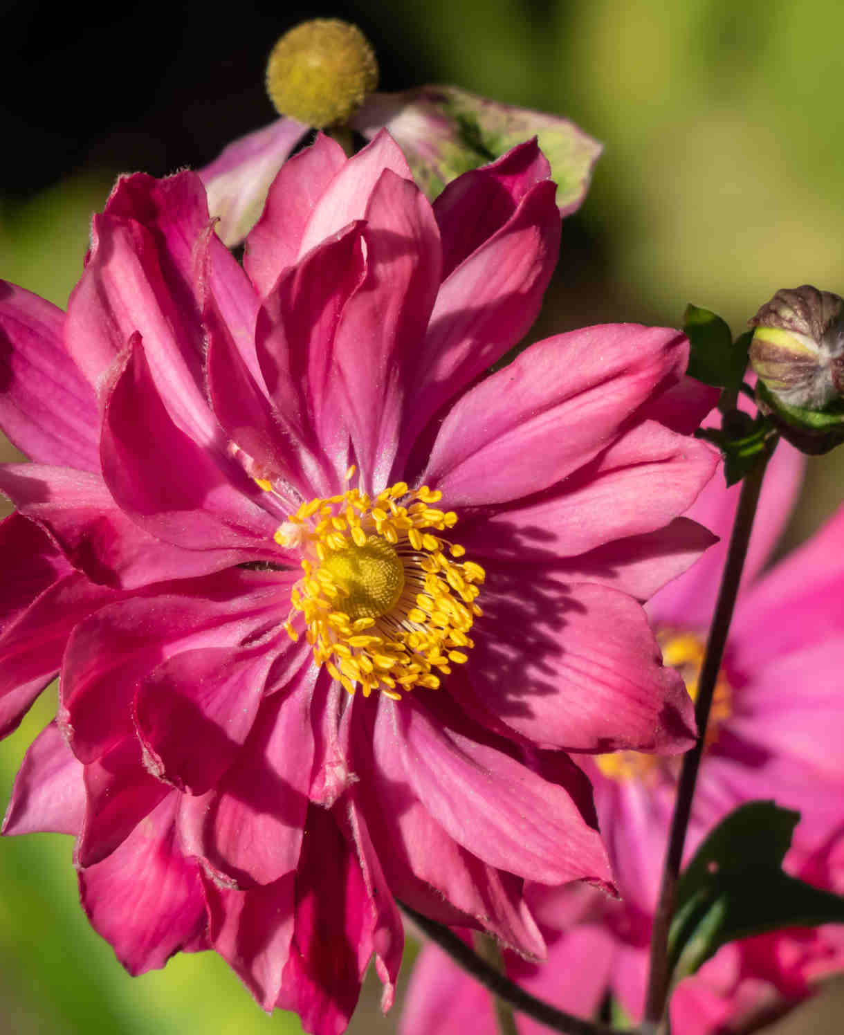 Anemone Japonica Prinz Heinrich - 5 X Xlplug Plants