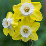 Scented Narcissus Collection - 45 Bulbs