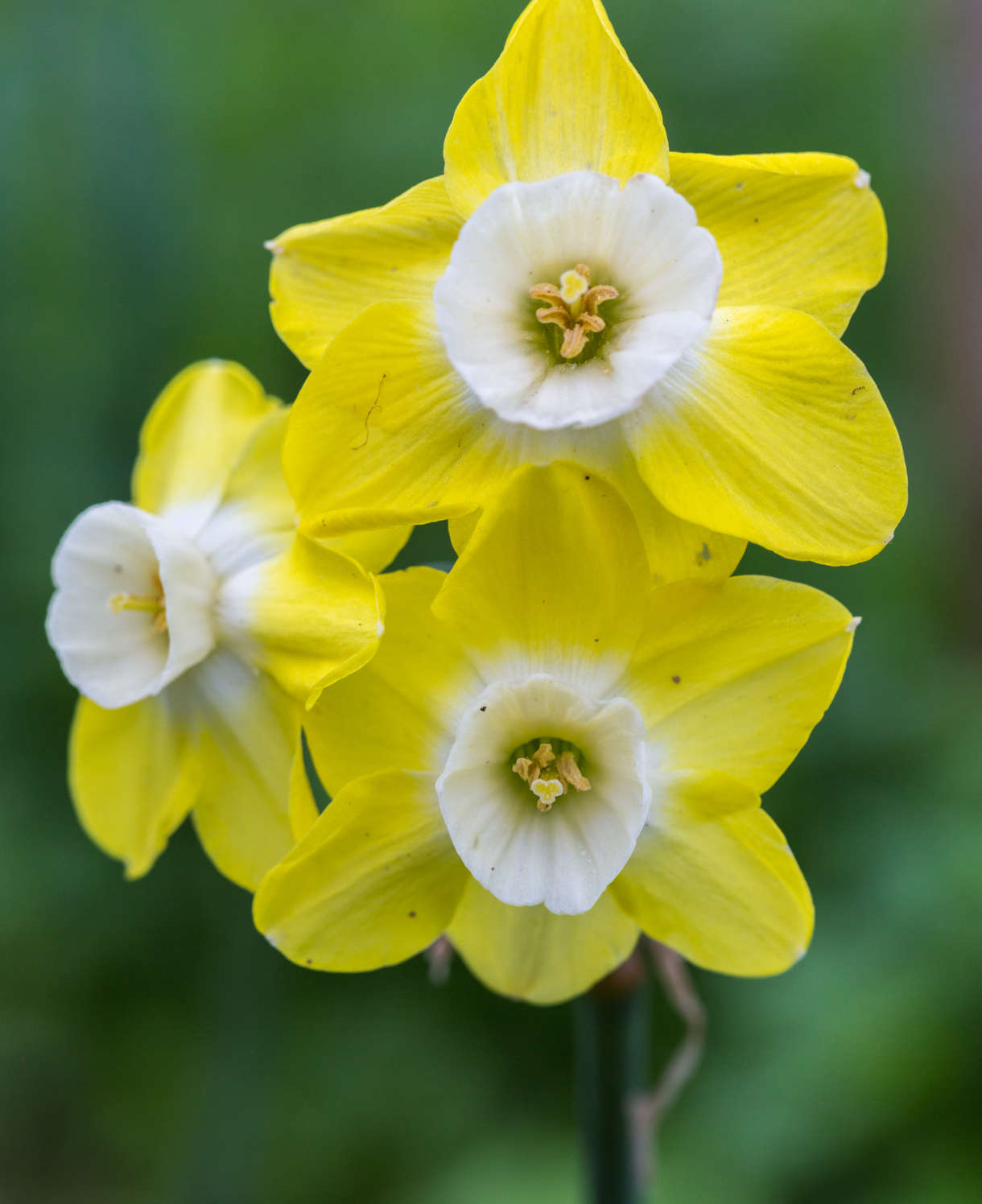 Scented Narcissus Collection - 45 Bulbs