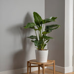 Giant Bird Of Paradise - Strelitzia Nicolai - Height 90-110cm - ⌀21cm | Set-of-1 | Green