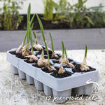 Pre-rooted Garlic 'mersley Wight' Softneck, Isle Of Wight, Pre-rooted Cloves | Set of 12 | Multi