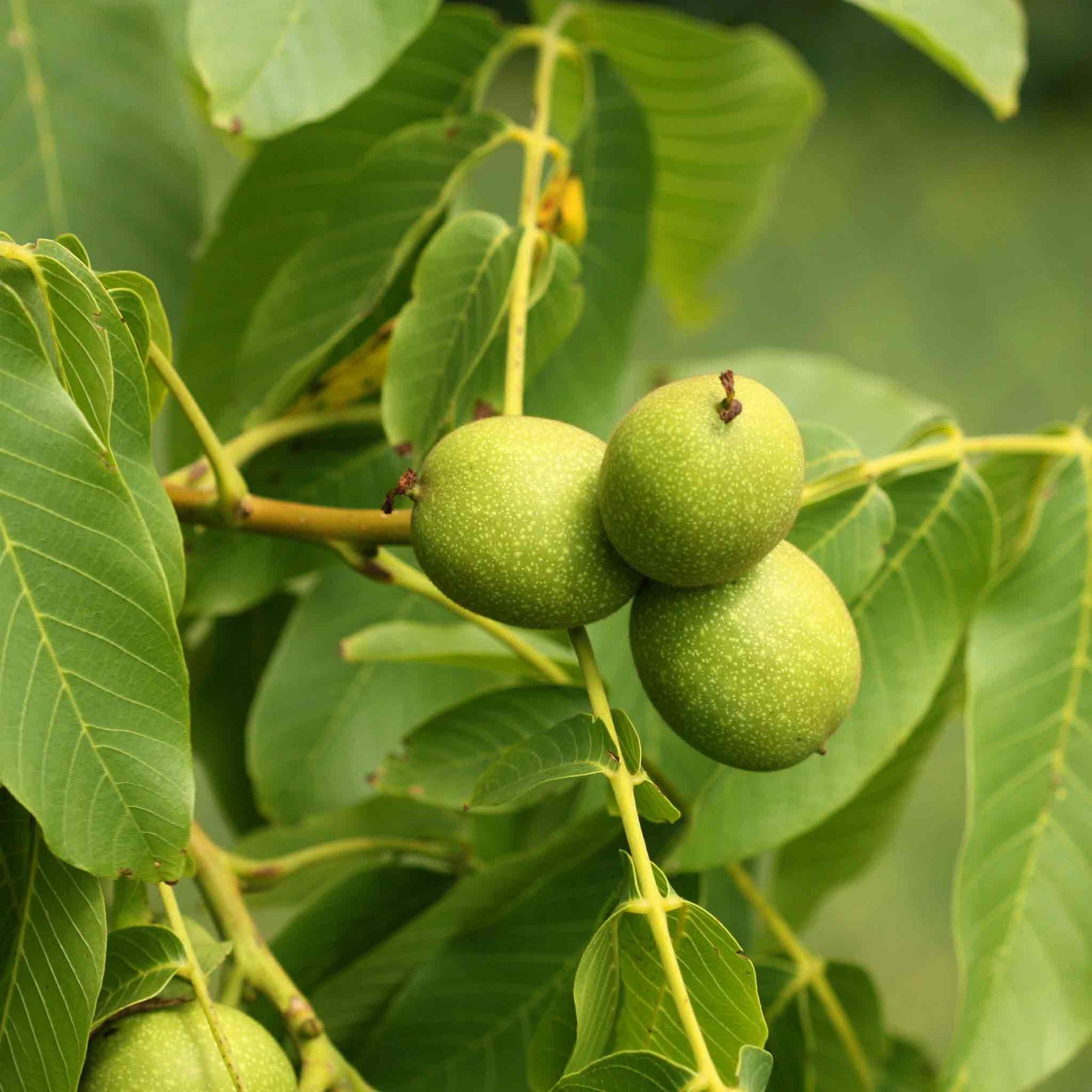 Common Walnut Tree (bare-root, Juglans Regia) | 1 x Bare Root