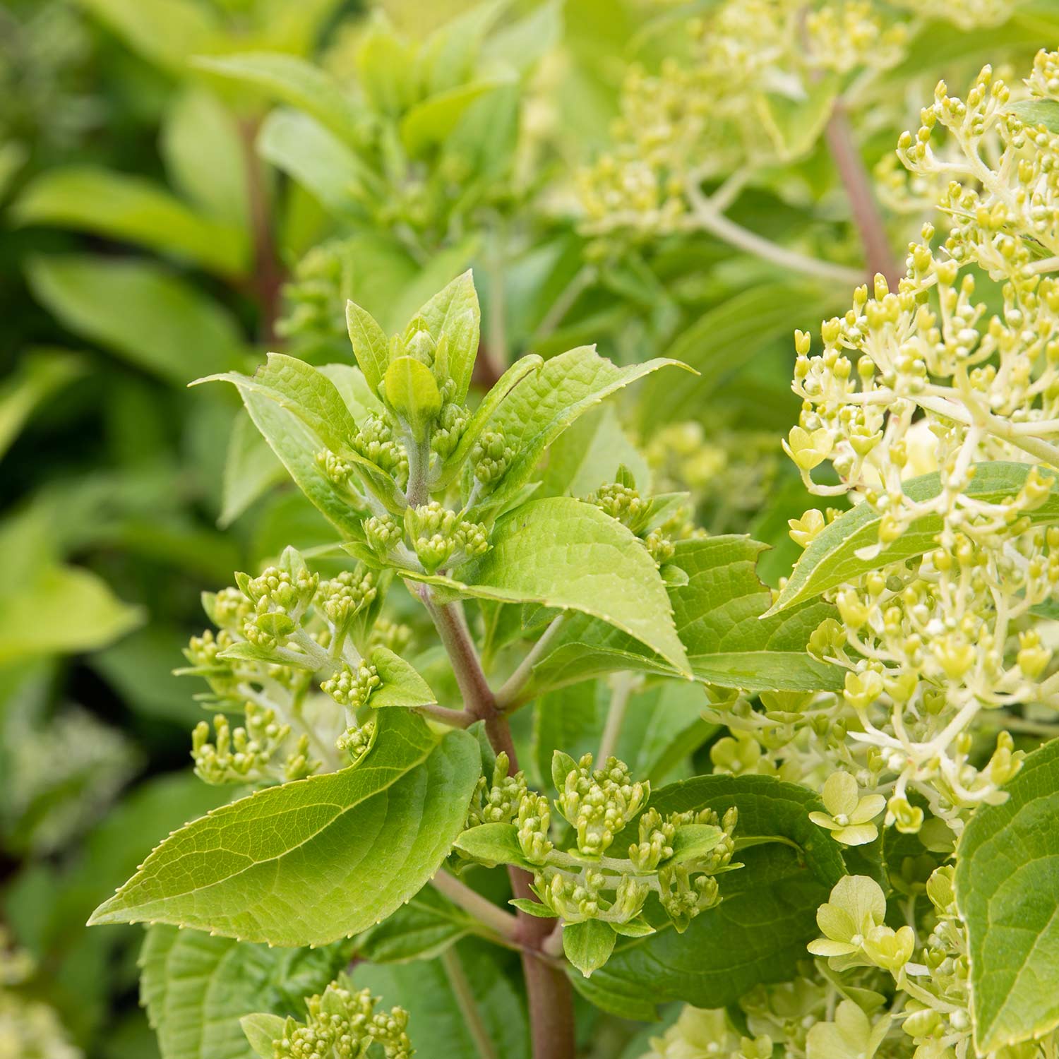 Hydrangea 'mojito' Lime Green Flowering Shrub | 1 x 7.5L | Green