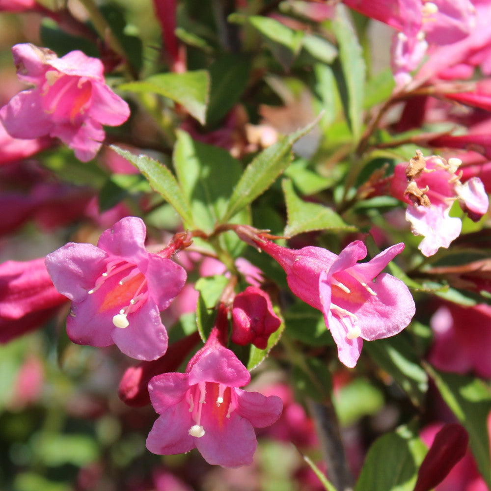 Welcoming Weigela Collection - Pollinators Paradise Set Of Shrubs 3 In 9cm Pots