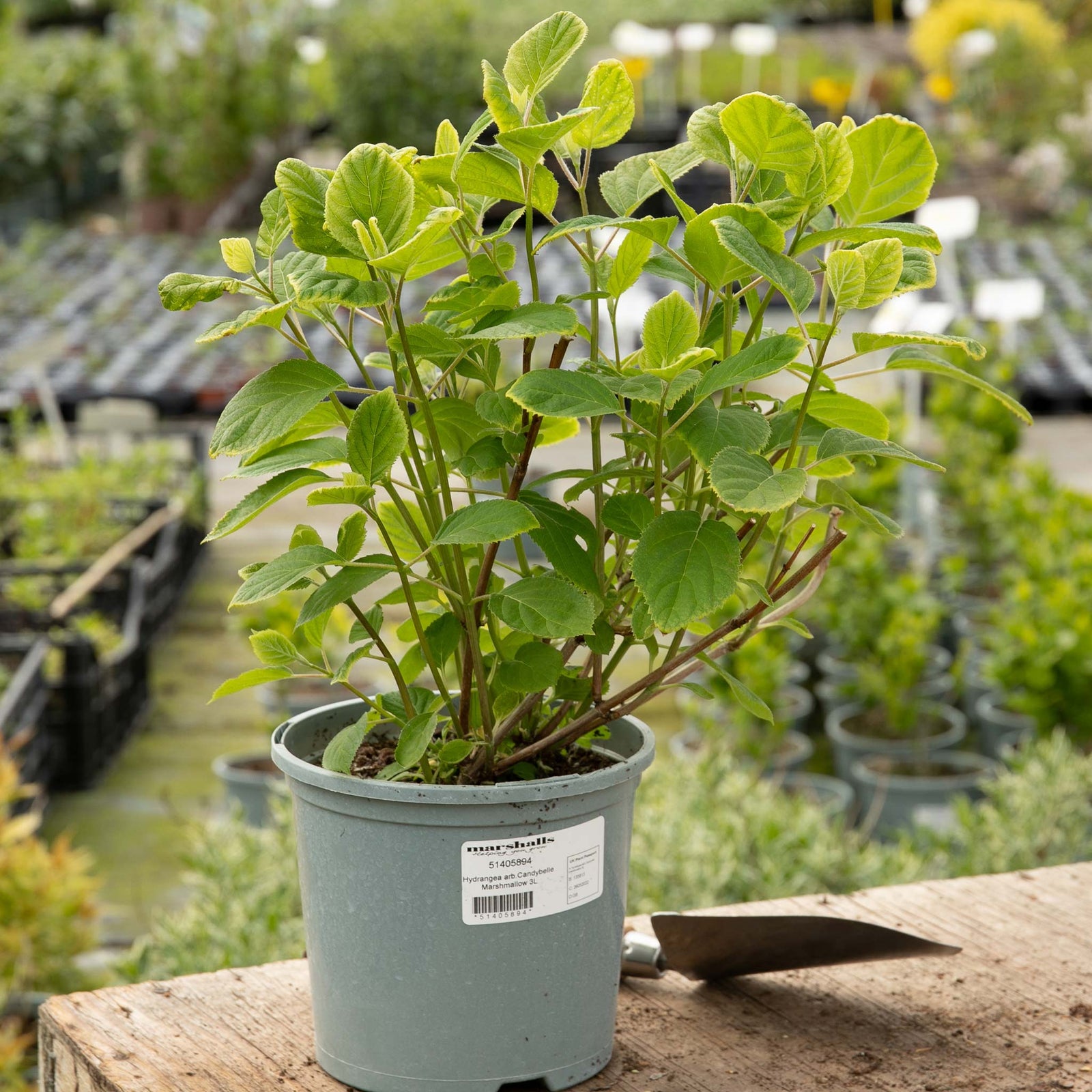 Hydrangea 'candybelle Marshmallow' Shrub | 1 x 3L | Pink