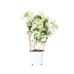 Paper Flower - Height 50-60cm - ⌀17cm | Set of 1 | White