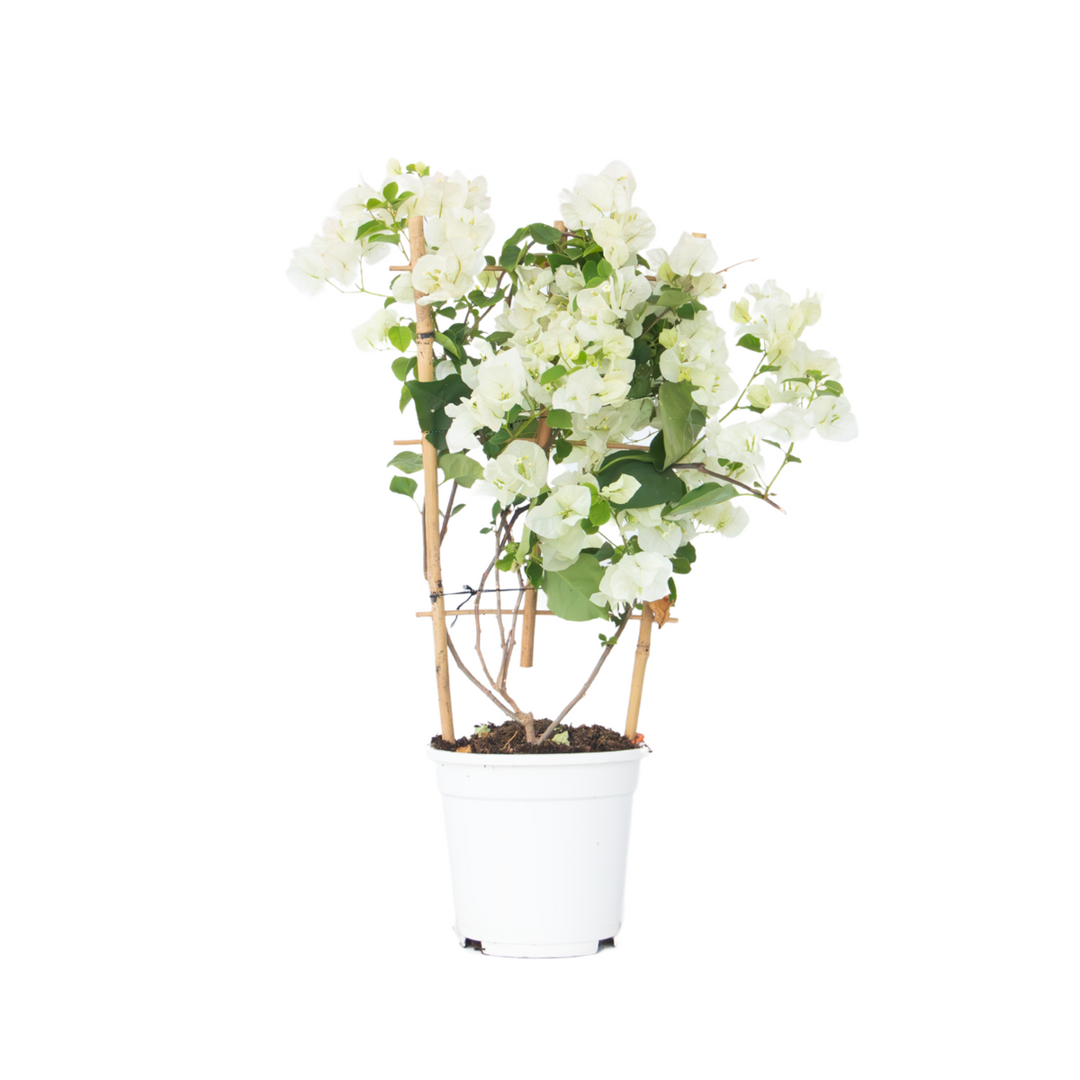 Paper Flower - Height 50-60cm - ⌀17cm | Set of 1 | White