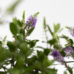 Evergreen Shrub - 3 Pcs. - Hebe All Blooms 'siara' - Height 30-35cm - ⌀13cm | Set of 3 | Blue