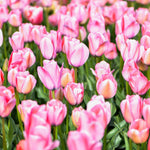 Tulip Bella Blush Bulbs | 8 x Bulbs