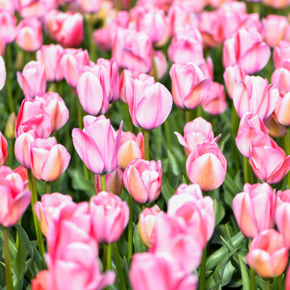 Tulip Bella Blush Bulbs | 8 x Bulbs