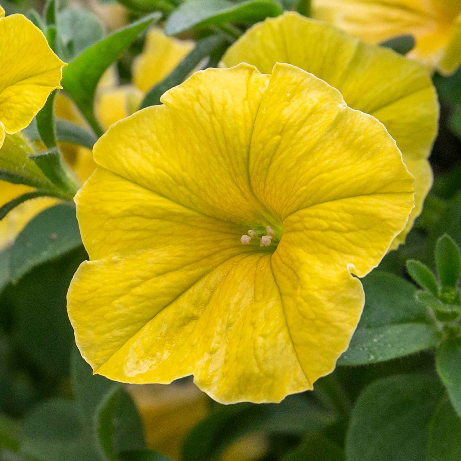Petunia 'bees Knees' – Yellow | 12 x Plug Plants | Yellow
