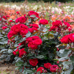 Rose 'precious Ruby' (floribunda Rose) | 1 x Bare Root | Red