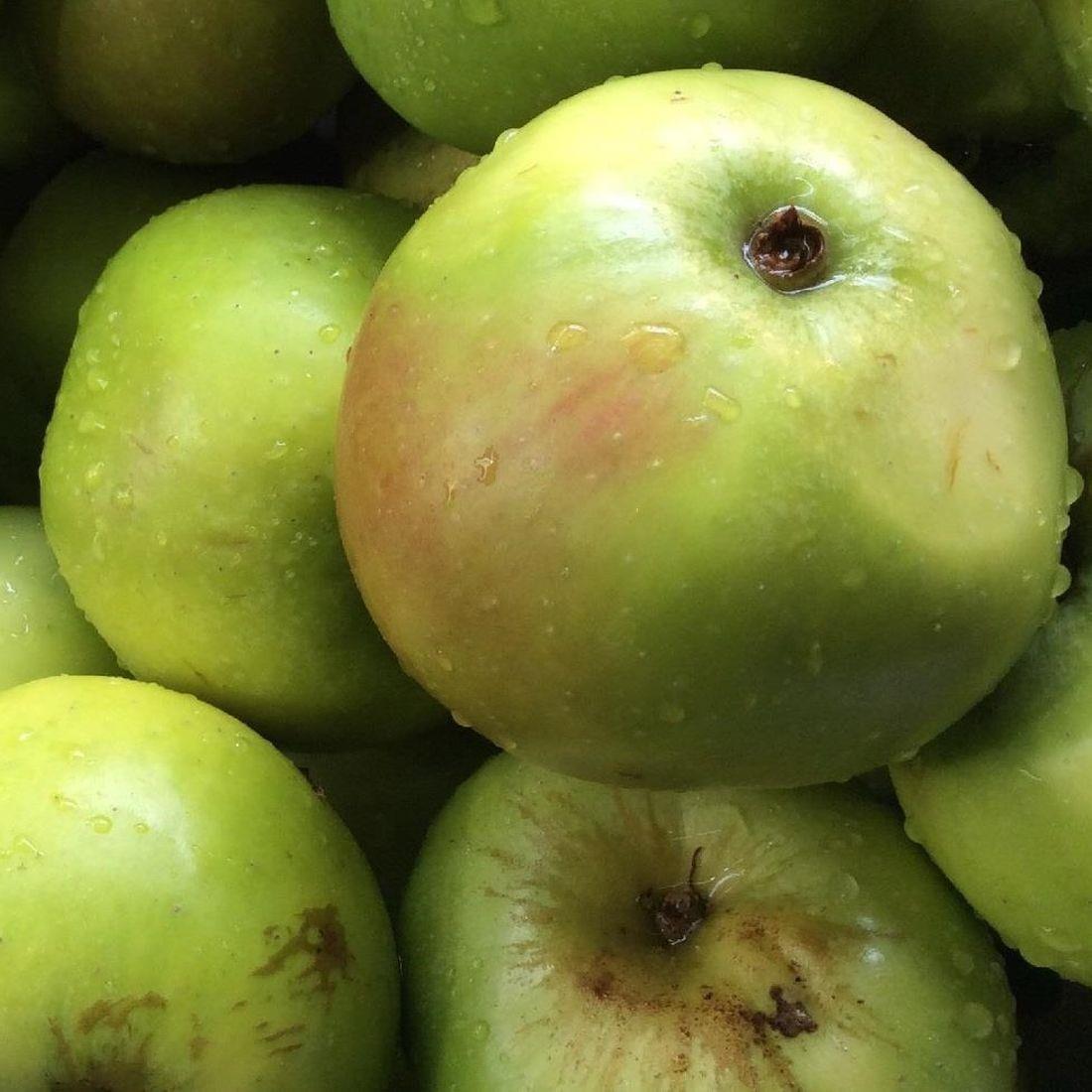 Malus Bramley Apple Fruit Tree 4-5ft Supplied In A 7.5 Litre Pot Mm106 Rootstock