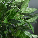 2 Pcs 90/120cm Artificial Bay Laurel Topiary Trees With Pot | Medium | Green