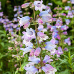 Pefect Penstemon Mix - Young Plants | 6 x Plug Plants | Multi