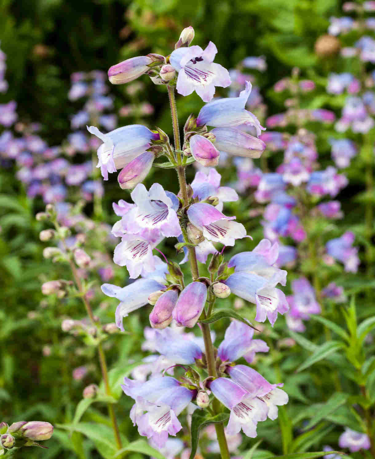 Pefect Penstemon Mix - Young Plants | 6 x Plug Plants | Multi
