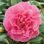 Camellia Williamsii 'debbie' Pink Evergreen Shrub | 1 x 3L | Pink