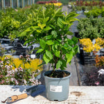 Callicarpa Bodinieri 'snowqueen' Shrub | 1 x 3L | White