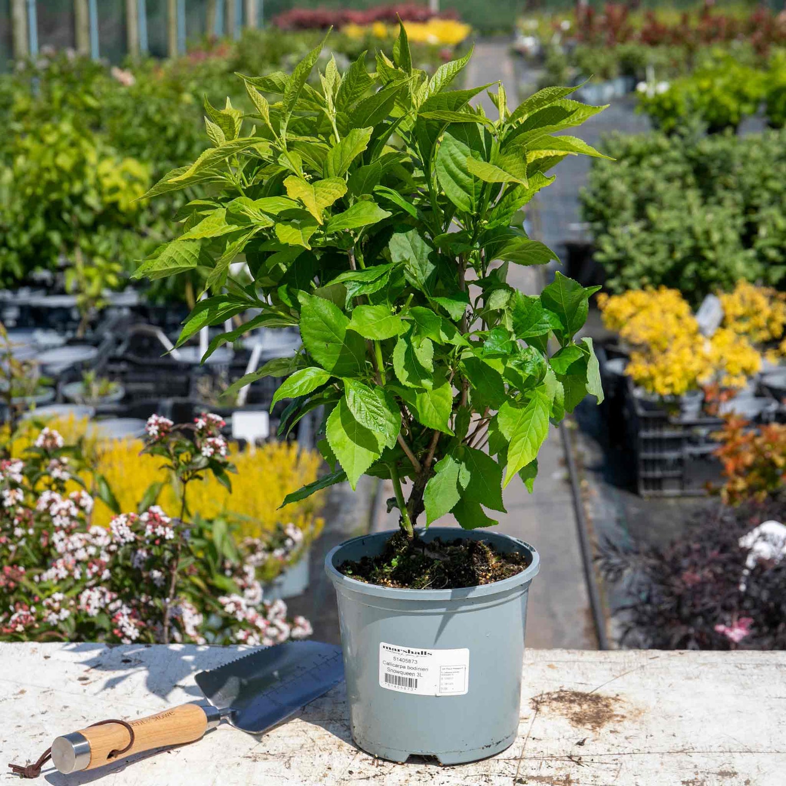Callicarpa Bodinieri 'snowqueen' Shrub | 1 x 3L | White