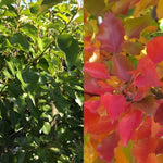 Pyrus Chanticleer Ornamental Pear Tree 4-5ft Tall